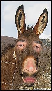 Burro